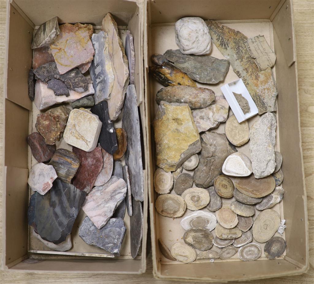 A large collection of fossil marble and fossil specimens, collected before 1970, largest 19.5cm, in two boxes